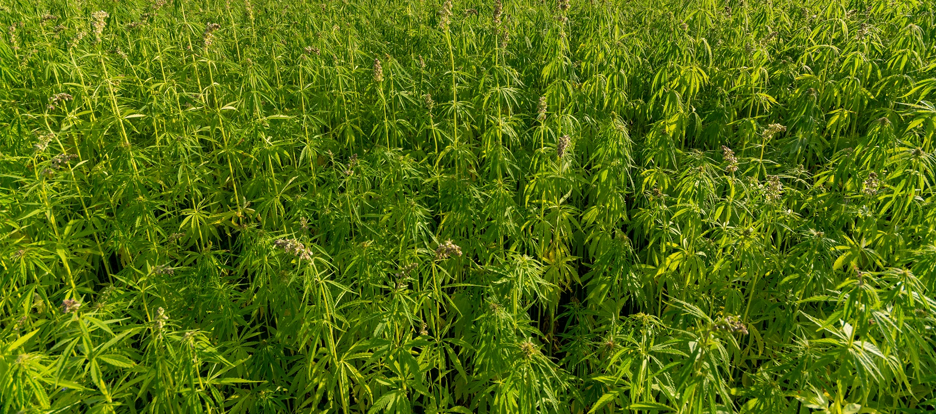 Çatalhöyük tarım